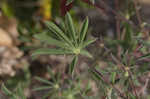 Sundial lupine